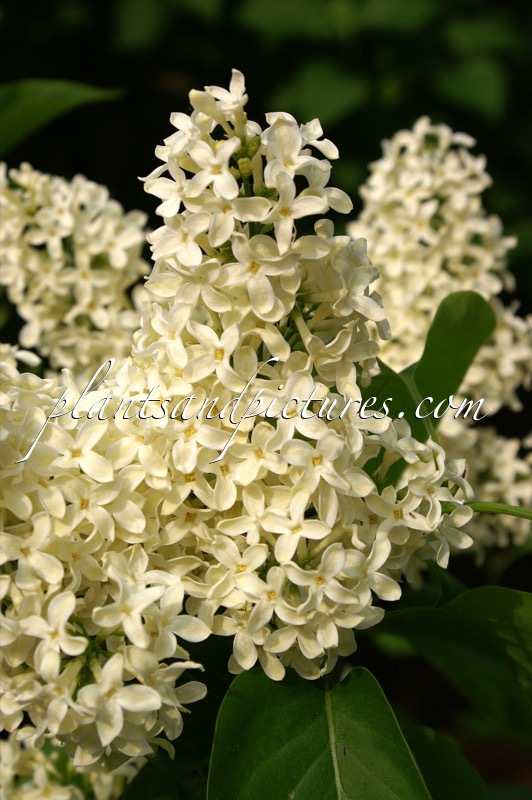 Syringa vulgaris ‘Primrose’ (STERNTALER)