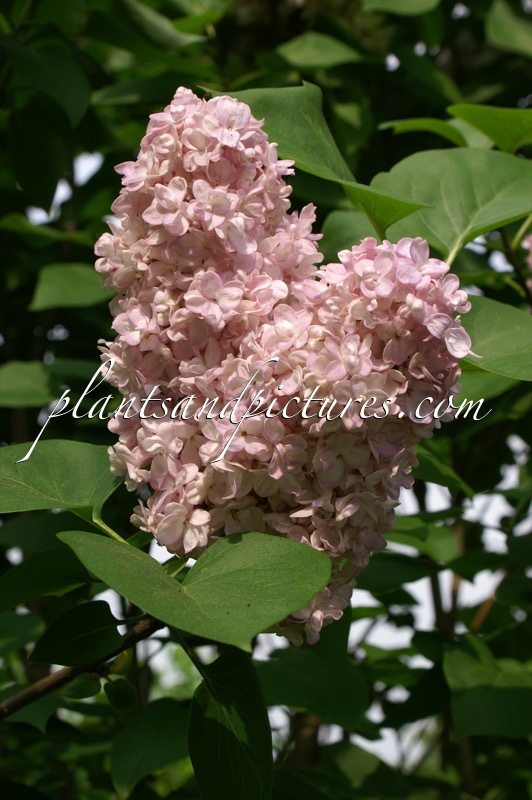 Syringa vulgaris ‘Frankfurter Frühling’