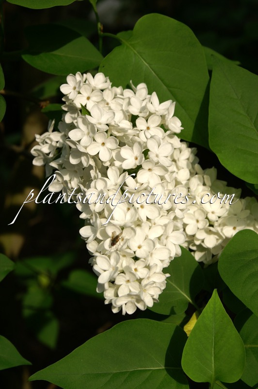 Syringa vulgaris ‘Mme Florent Stepman’