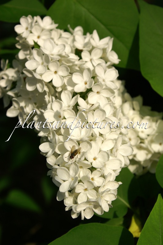 Syringa vulgaris ‘Mme Florent Stepman’