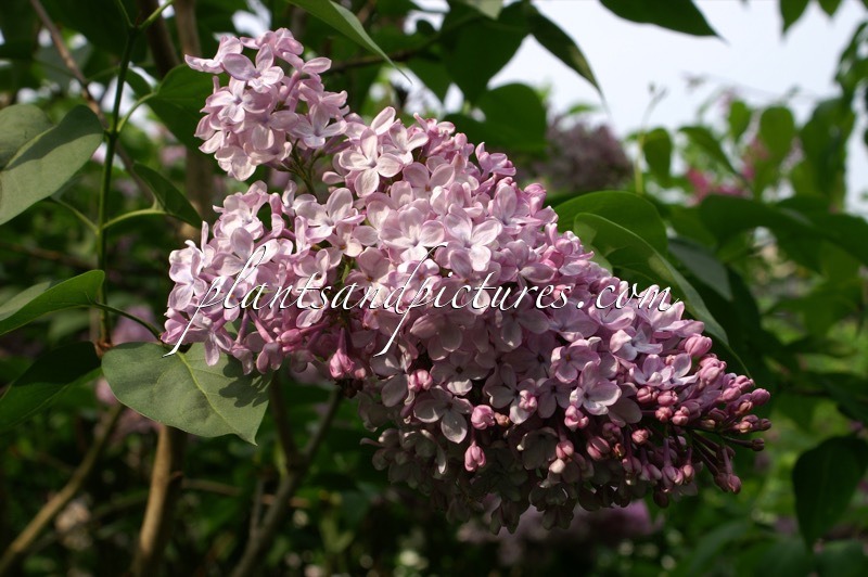 Syringa vulgaris ‘Decaisne’