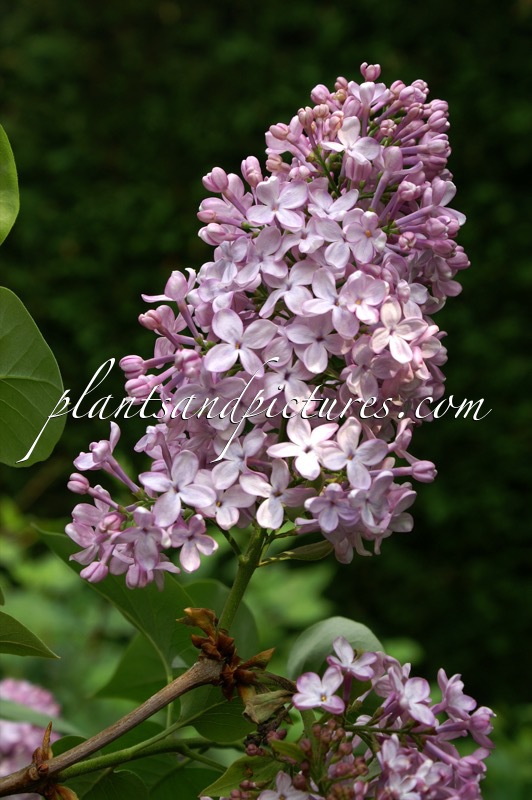 Syringa vulgaris ‘Decaisne’