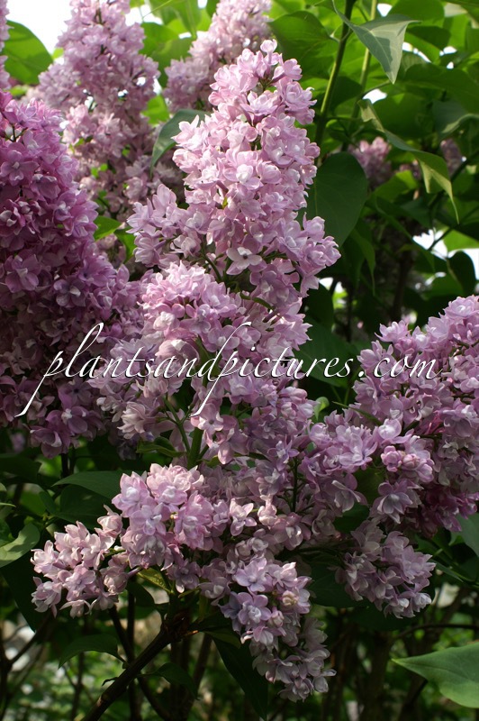 Syringa vulgaris ‘Olive Mae Cummings’