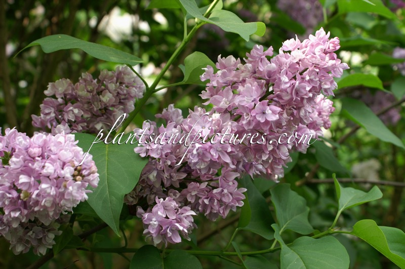 Syringa vulgaris ‘Olive Mae Cummings’