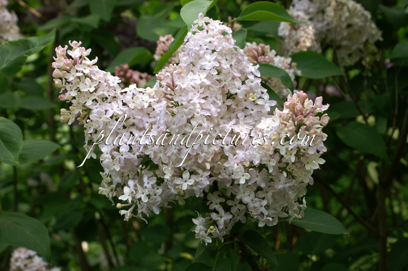 Syringa vulgaris ‘Lucie Baltet’