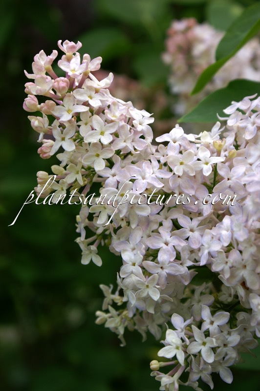 Syringa vulgaris ‘Lucie Baltet’
