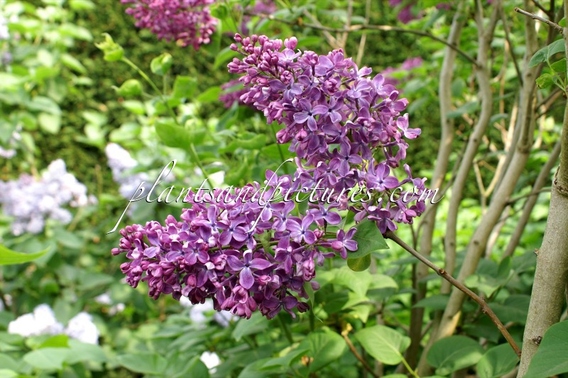 Syringa vulgaris ‘Arch McKean’