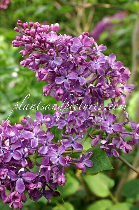 Syringa vulgaris ‘Arch McKean’