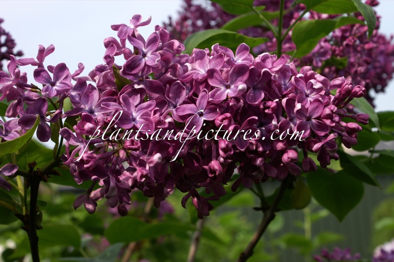 Syringa vulgaris ‘Arch McKean’