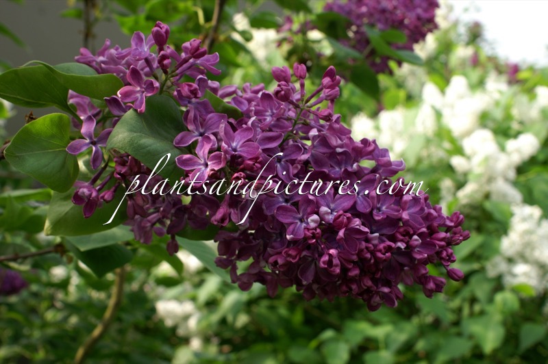Syringa vulgaris ‘Arch McKean’