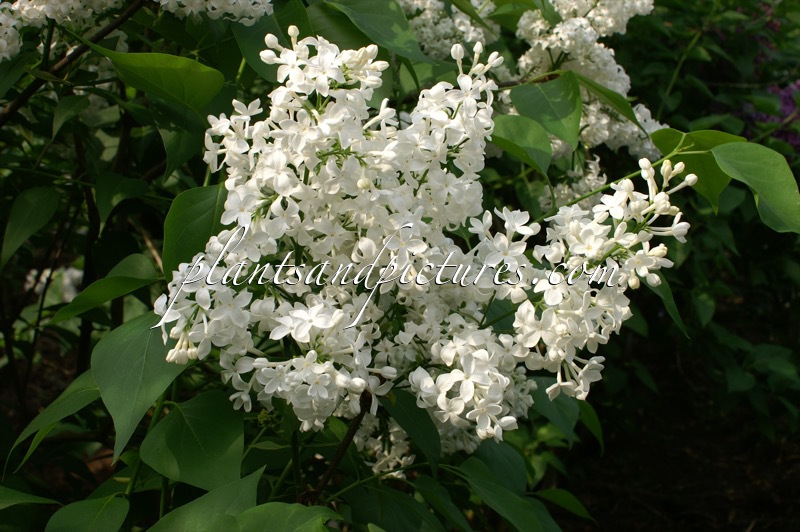 Syringa hyacinthiflora ‘Mount Baker’