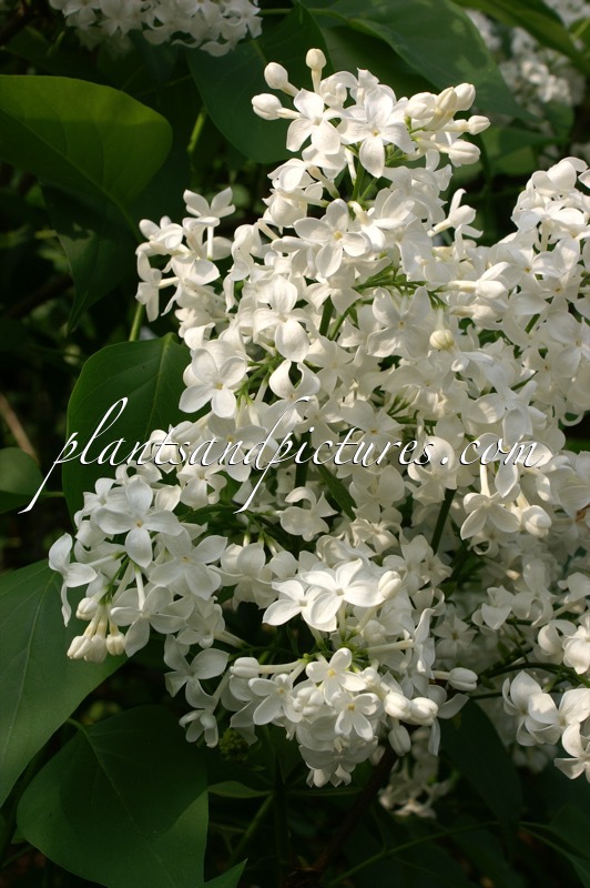 Syringa hyacinthiflora ‘Mount Baker’