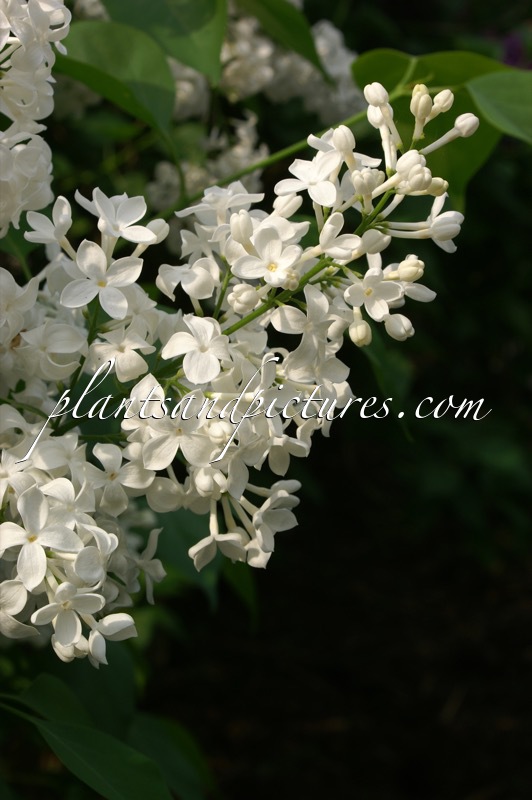 Syringa hyacinthiflora ‘Mount Baker’