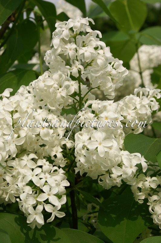 Syringa hyacinthiflora ‘Mount Baker’