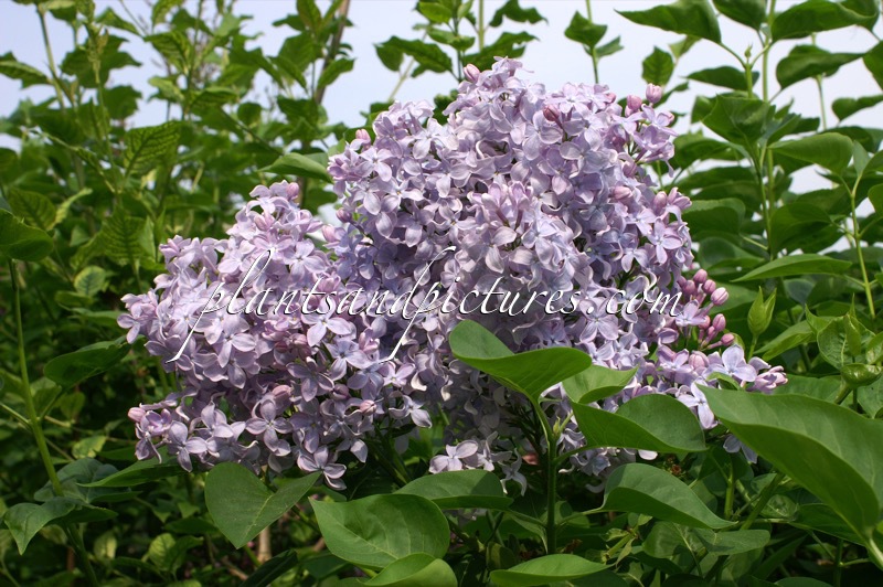 Syringa vulgaris ‘Firmament’
