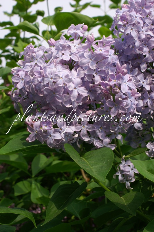 Syringa vulgaris ‘Firmament’