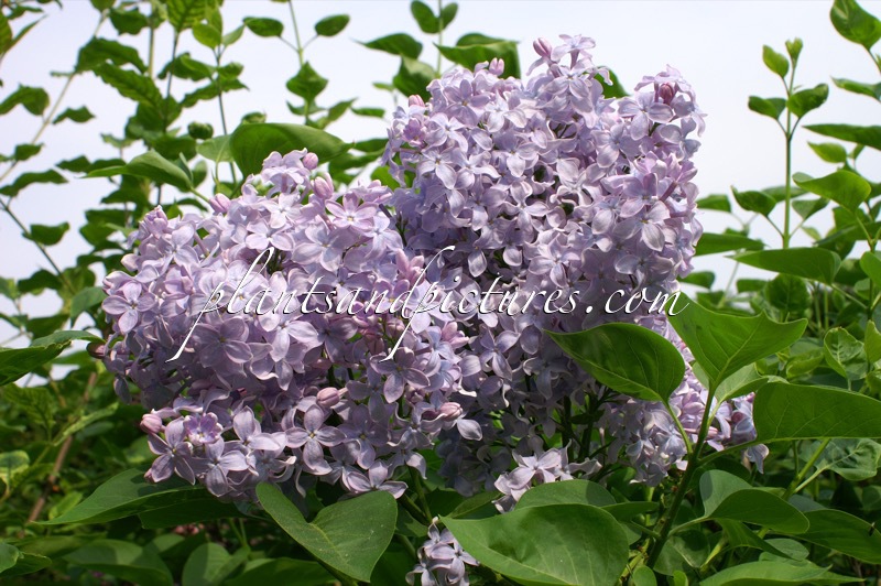 Syringa vulgaris ‘Firmament’
