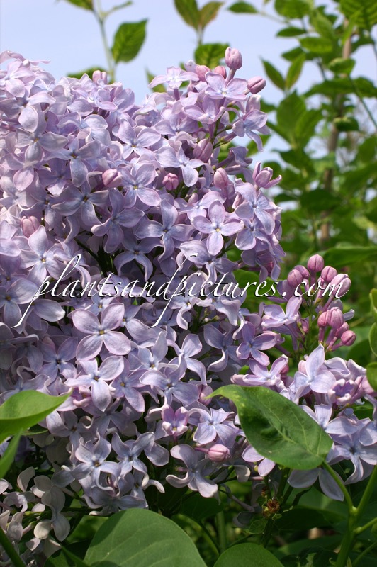 Syringa vulgaris ‘Firmament’