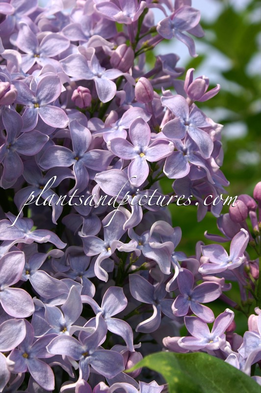 Syringa vulgaris ‘Firmament’