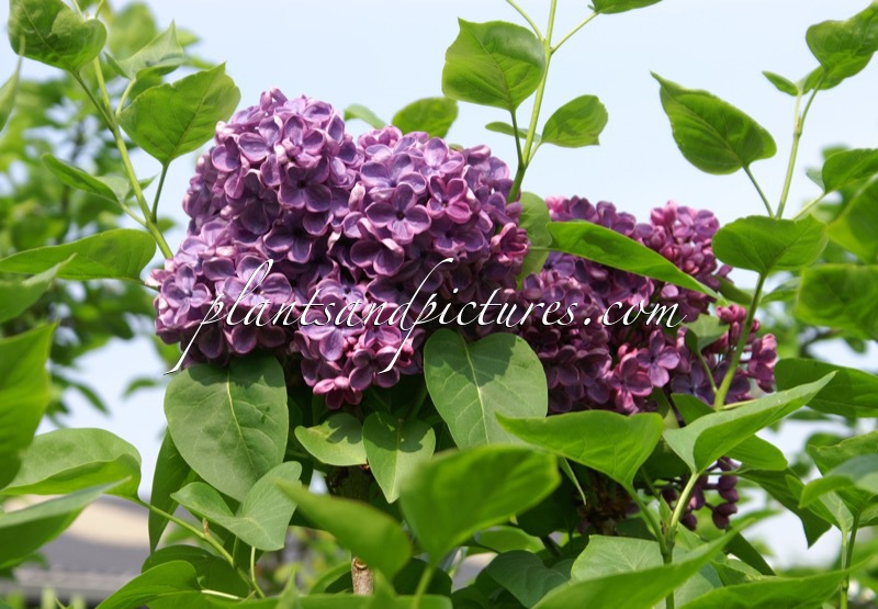 Syringa hyacinthiflora ‘Clarke’s Giant’