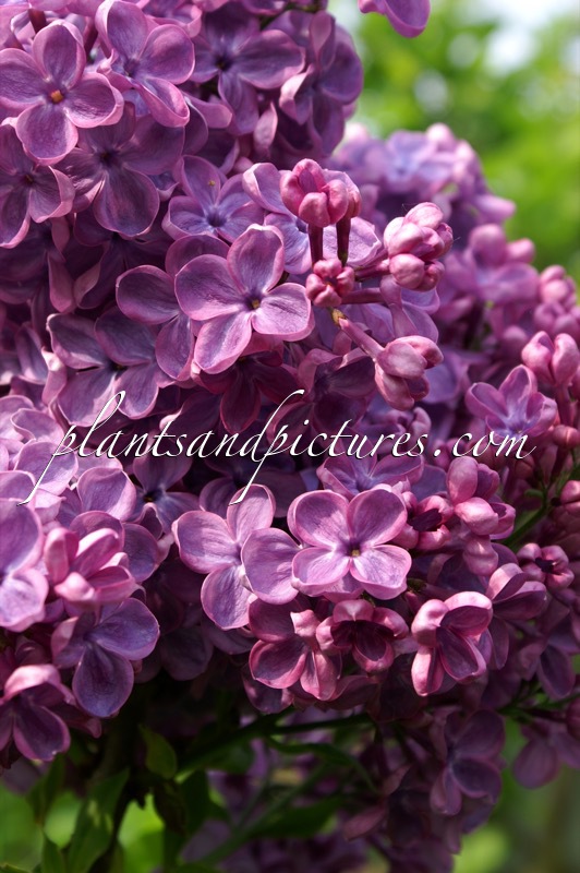 Syringa hyacinthiflora ‘Clarke’s Giant’