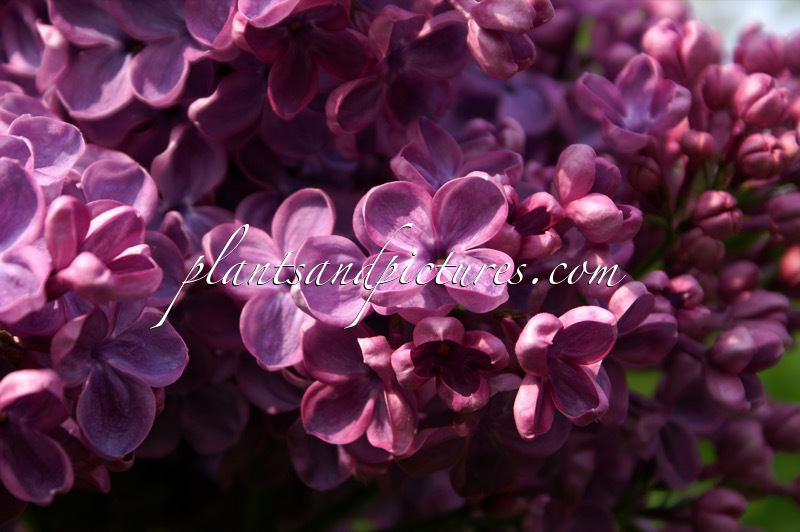 Syringa hyacinthiflora ‘Clarke’s Giant’