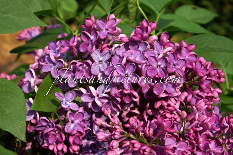 Syringa vulgaris ‘Znamya Lenina’ (BANNER OF LENIN)