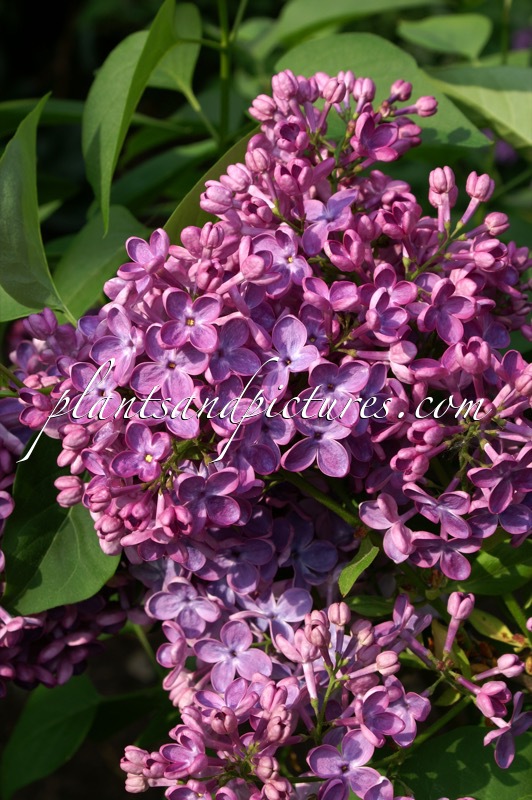 Syringa vulgaris ‘Znamya Lenina’ (BANNER OF LENIN)