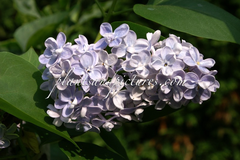 Syringa vulgaris ‘Prof. Hoser’