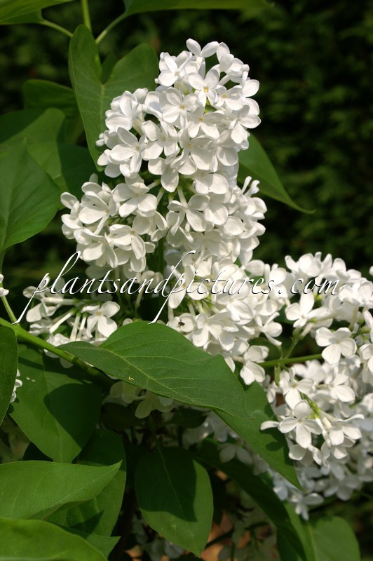 Syringa vulgaris ‘Käte Härlin’