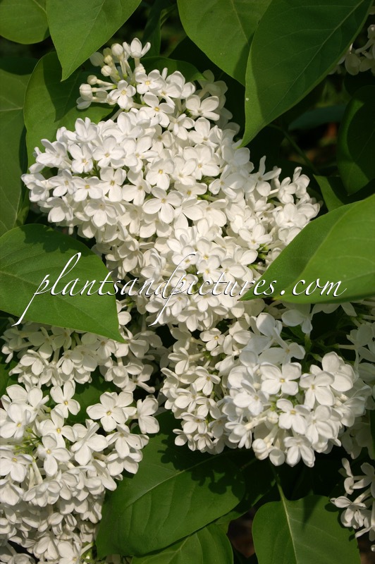 Syringa vulgaris ‘Käte Härlin’