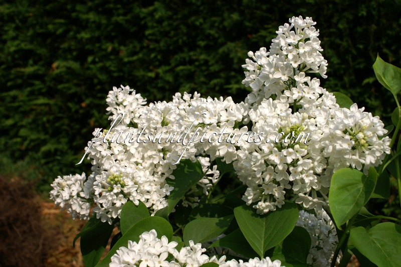 Syringa vulgaris ‘Königin Luise’