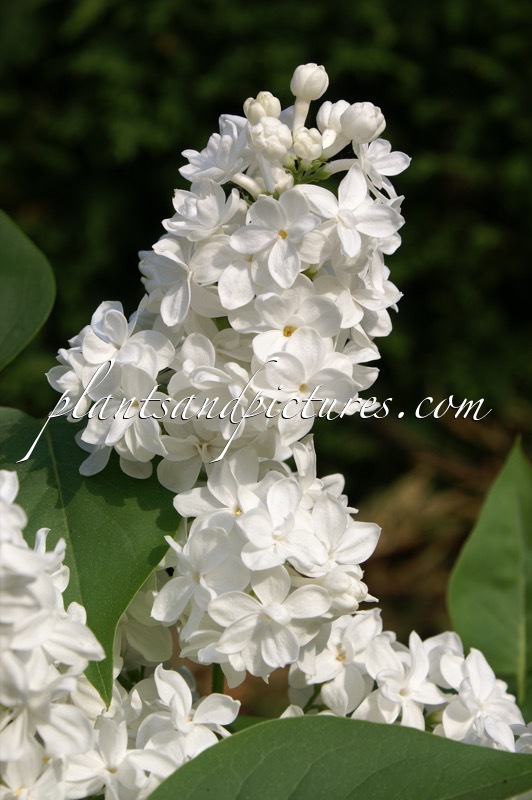 Syringa vulgaris ‘Edith Cavell’