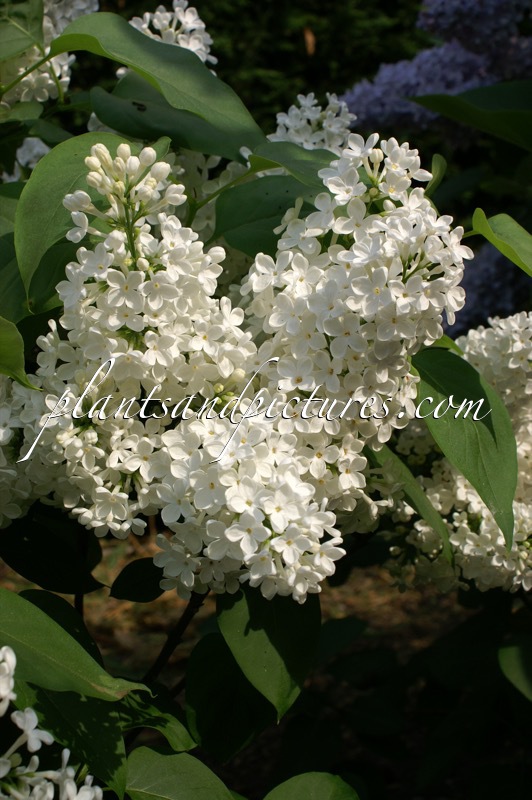 Syringa vulgaris ‘Mme Felix’