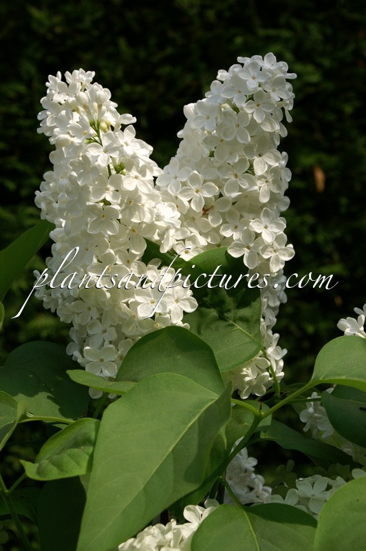 Syringa vulgaris ‘Mme Felix’
