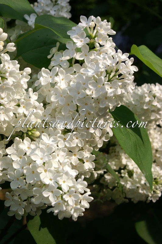 Syringa vulgaris ‘Mme Felix’