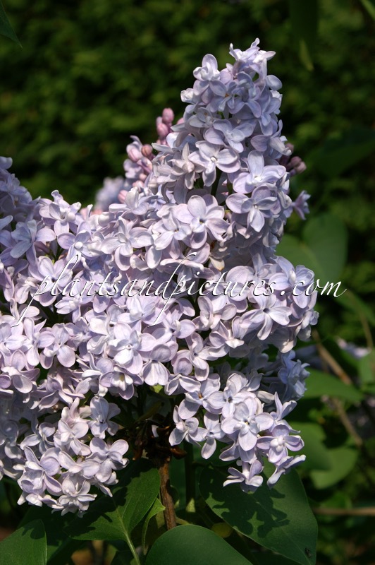 Syringa vulgaris ‘Président Grévy’