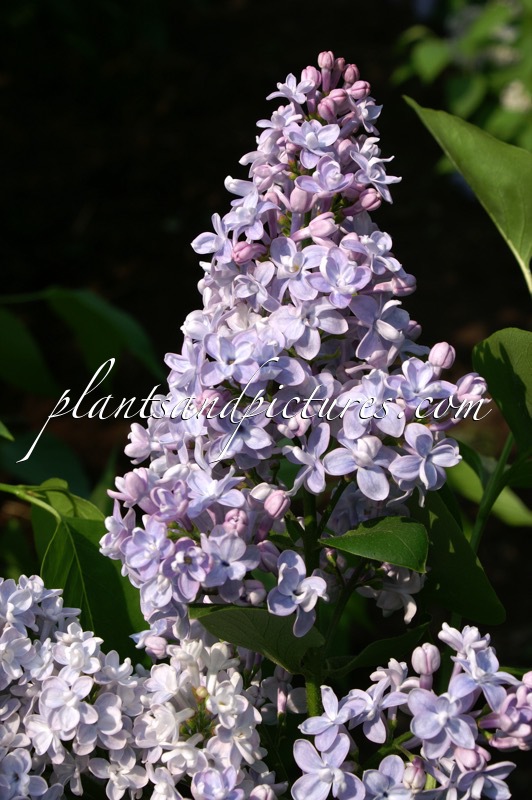 Syringa vulgaris ‘Président Grévy’