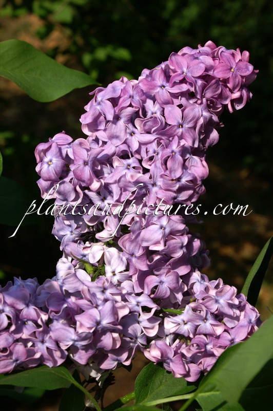 Syringa vulgaris ‘Congo’