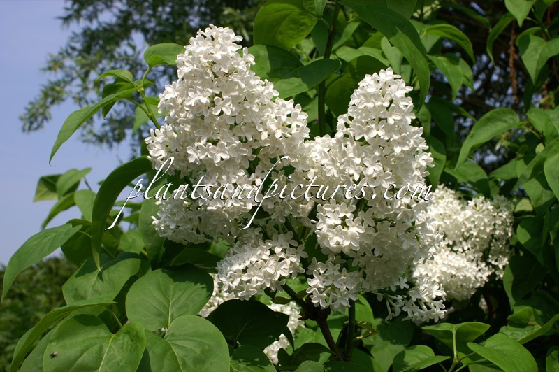 Syringa vulgaris ‘Marie Legraye’