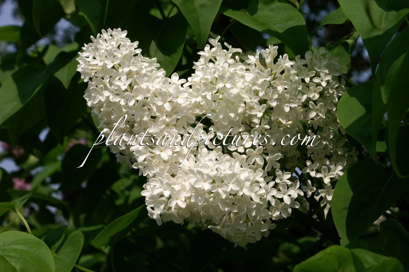Syringa vulgaris ‘Marie Legraye’