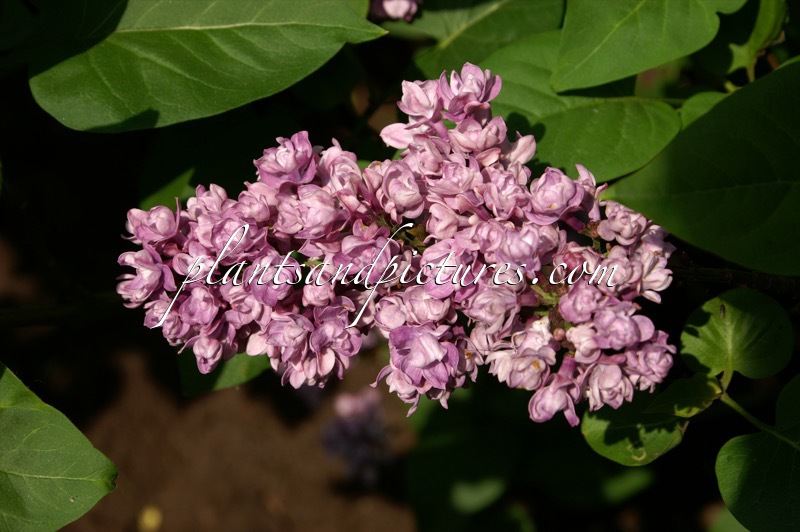 Syringa vulgaris ‘My Favorite’