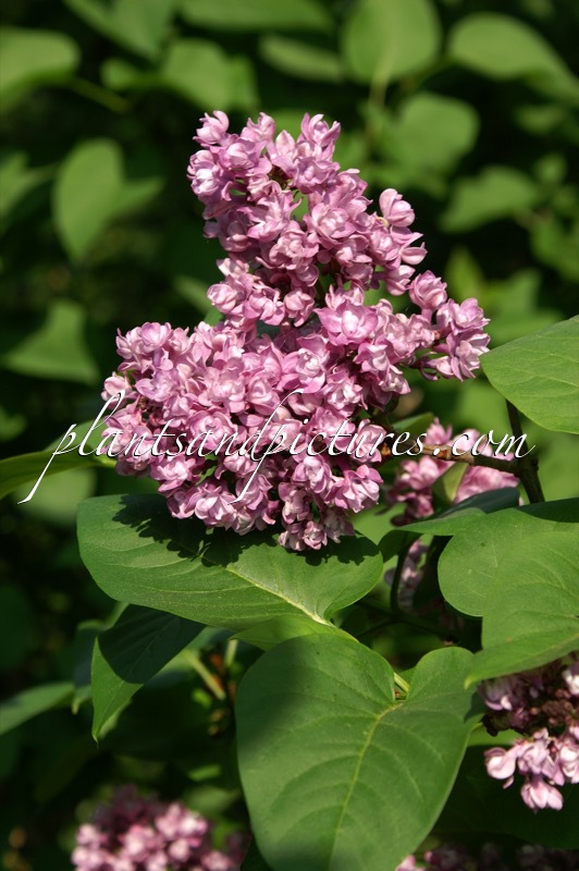 Syringa vulgaris ‘My Favorite’