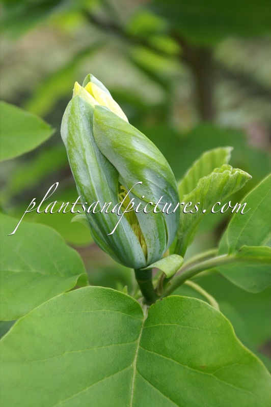 Magnolia ‘Blue Opal’