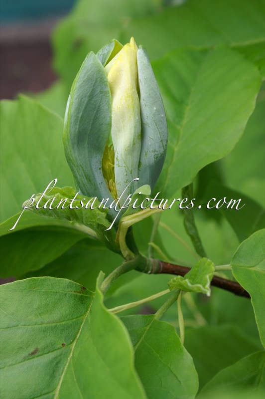 Magnolia ‘Blue Opal’
