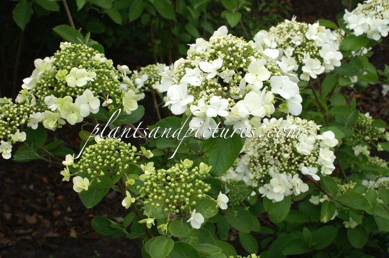 Viburnum macrocephalum f. keteleeri