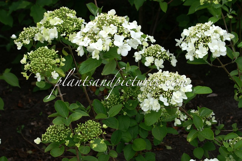 Viburnum macrocephalum f. keteleeri