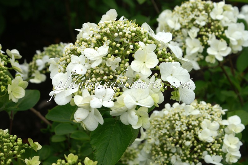 Viburnum macrocephalum f. keteleeri