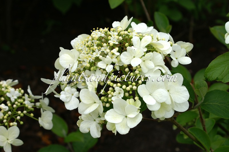Viburnum macrocephalum f. keteleeri