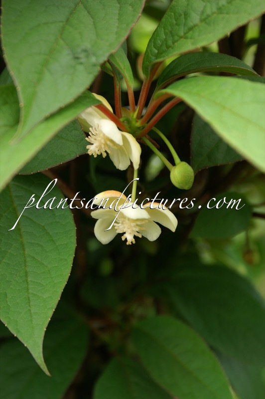 Schisandra grandiflora